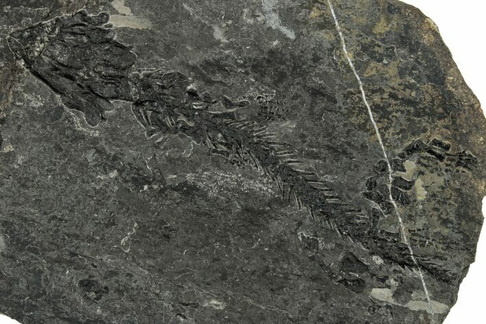 Early Permian Reptiliomorph (Discosauriscus) - Czech Republic #318022